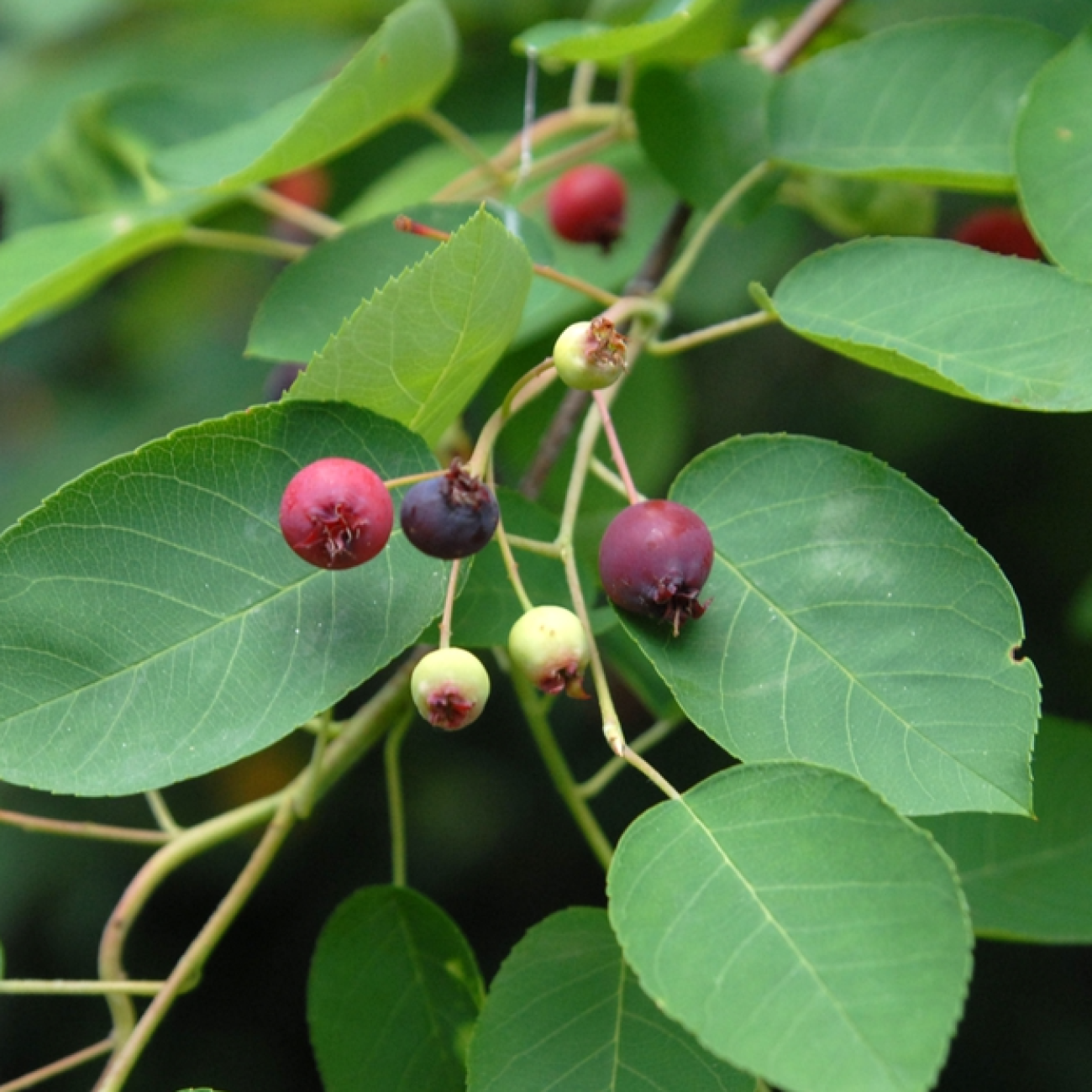 Obrázok Muchovník stromovitý (Amelanchier arborea) ´ROBIN HILL´ - výška 290-300 cm, obvod kmeňa 6/8 cm, kont. C15L - NA KMIENKU